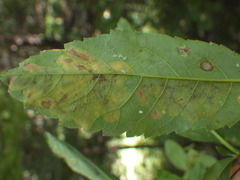 Agromyza valdorensis