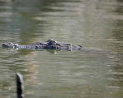 Crocodylus acutus