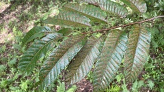 Castanea crenata