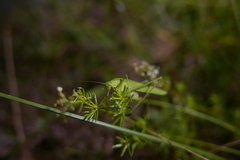 Phaneroptera falcata