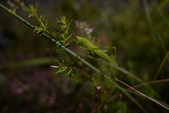 Phaneroptera falcata