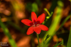Freesia laxa