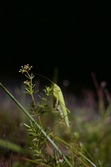 Phaneroptera falcata