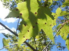 Acericecis ocellaris