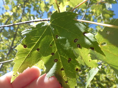 Acericecis ocellaris