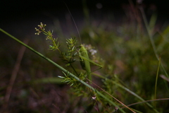 Phaneroptera falcata