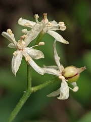Maianthemum stellatum