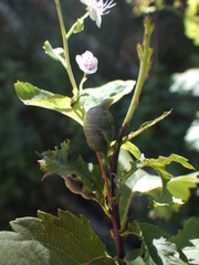 Dasineura salicifoliae