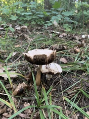 Agaricus bitorquis