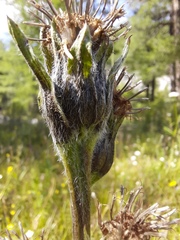 Saussurea baicalensis