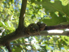 Callirhytis quercuspunctata