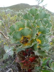 Hakea victoria