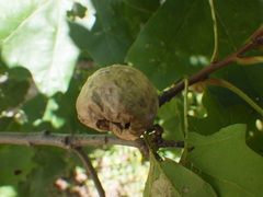 Amphibolips