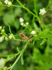 Harpactorini