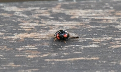 Cheilomenes sexmaculata