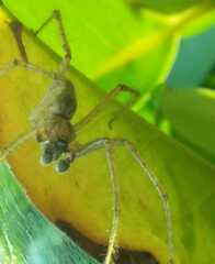 Allagelena gracilens