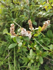 Salix pulchra