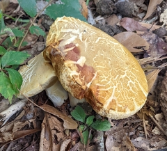 Xerocomellus chrysenteron