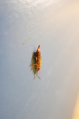 Apterygida albipennis