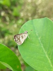 Spialia galba