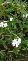 Myosotis scorpioides