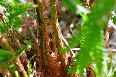 Dryopteris