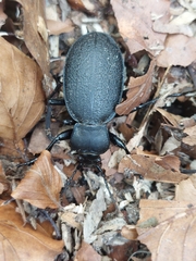 Carabus coriaceus