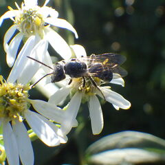 Lasioglossum coriaceum