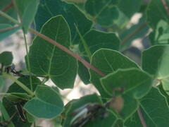 Guardiola platyphylla