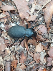 Carabus coriaceus