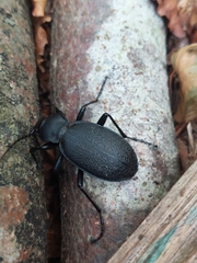 Carabus coriaceus