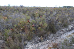 Protea longifolia