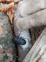 Carabus coriaceus