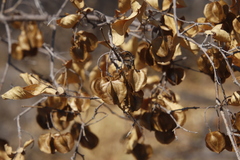 Combretum