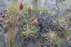 Protea longifolia