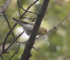 Phylloscopus sibilatrix