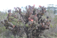 Protea eximia
