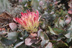 Protea eximia