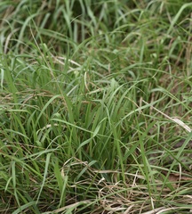 Psathyrostachys