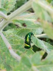 Chrysolina