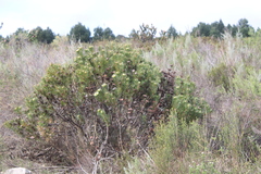 Protea scolymocephala