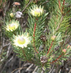 Protea scolymocephala