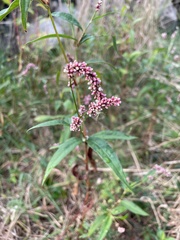 Persicaria maculosa