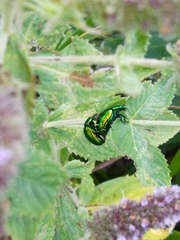 Chrysolina