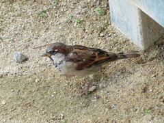 Passer domesticus