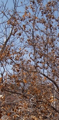 Combretum