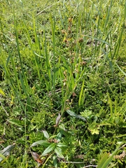 Koenigia tripterocarpa