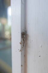 Araneidae