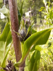 Saussurea baicalensis