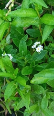 Myosotis scorpioides